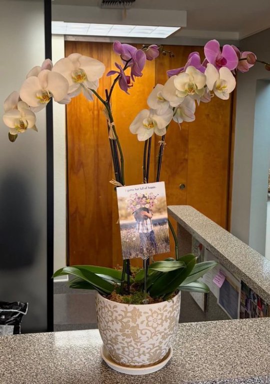 Orchid flowers delivered to the Potter Padilla & Pfau office
